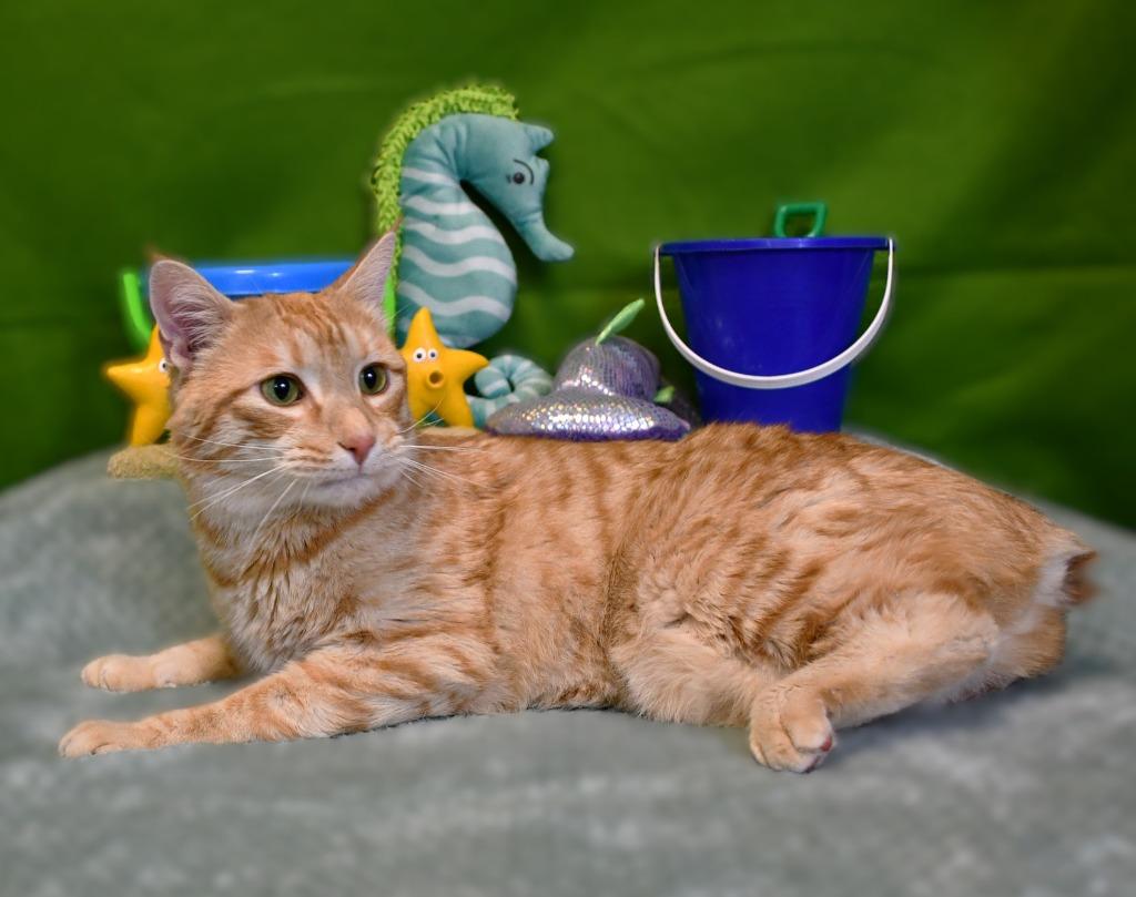 Sonny, Adoptable, Adult Male Domestic Short Hair.