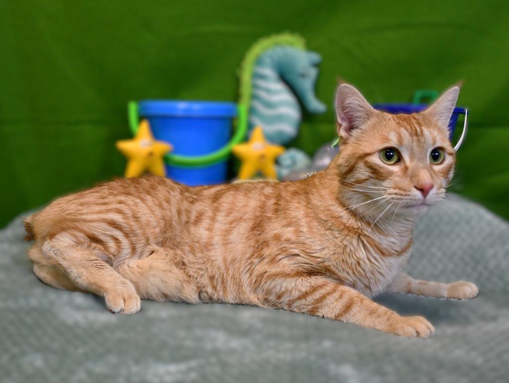 Sonny, a Adoptable mixed breed in Roanoke, TX image 2/3