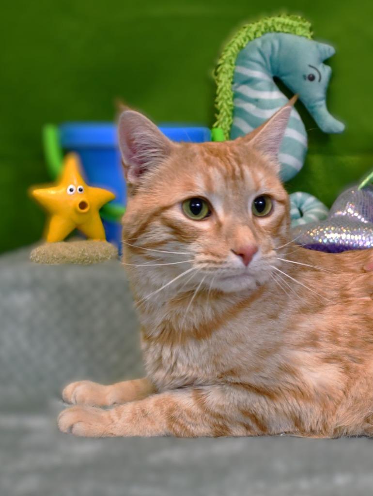 Sonny, a Adoptable mixed breed in Roanoke, TX image 3/3