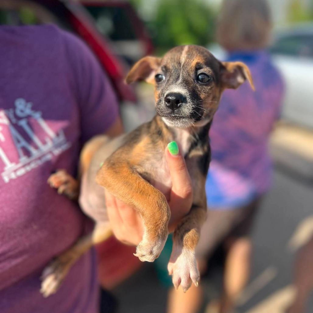 Olive, Adoptable, Puppy Female Chihuahua & Mixed Breed.