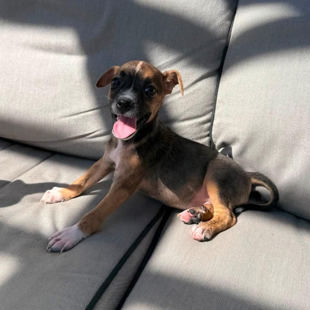 Enlarge Olive, a Adoptable mixed breed in St. Charles, IL image 2/6