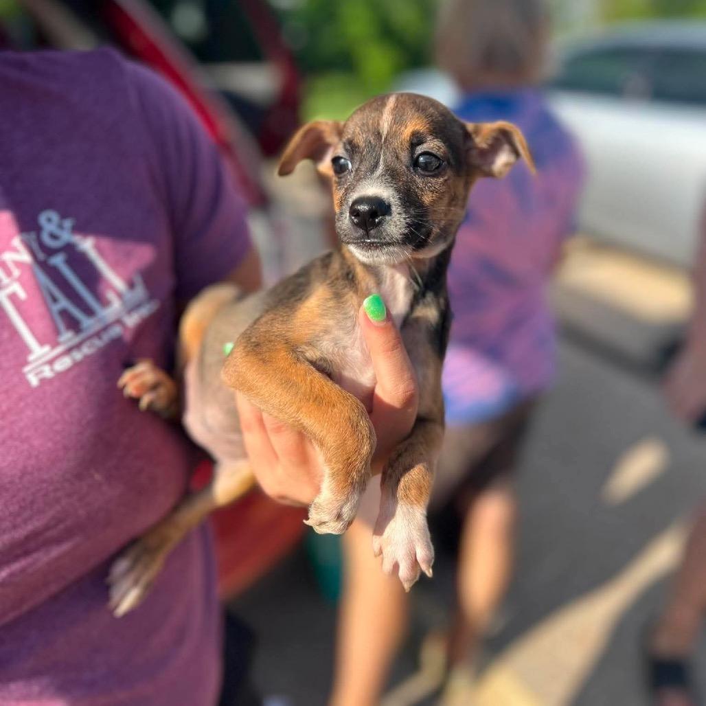 Enlarge Olive, a Adoptable mixed breed in St. Charles, IL image 3/6
