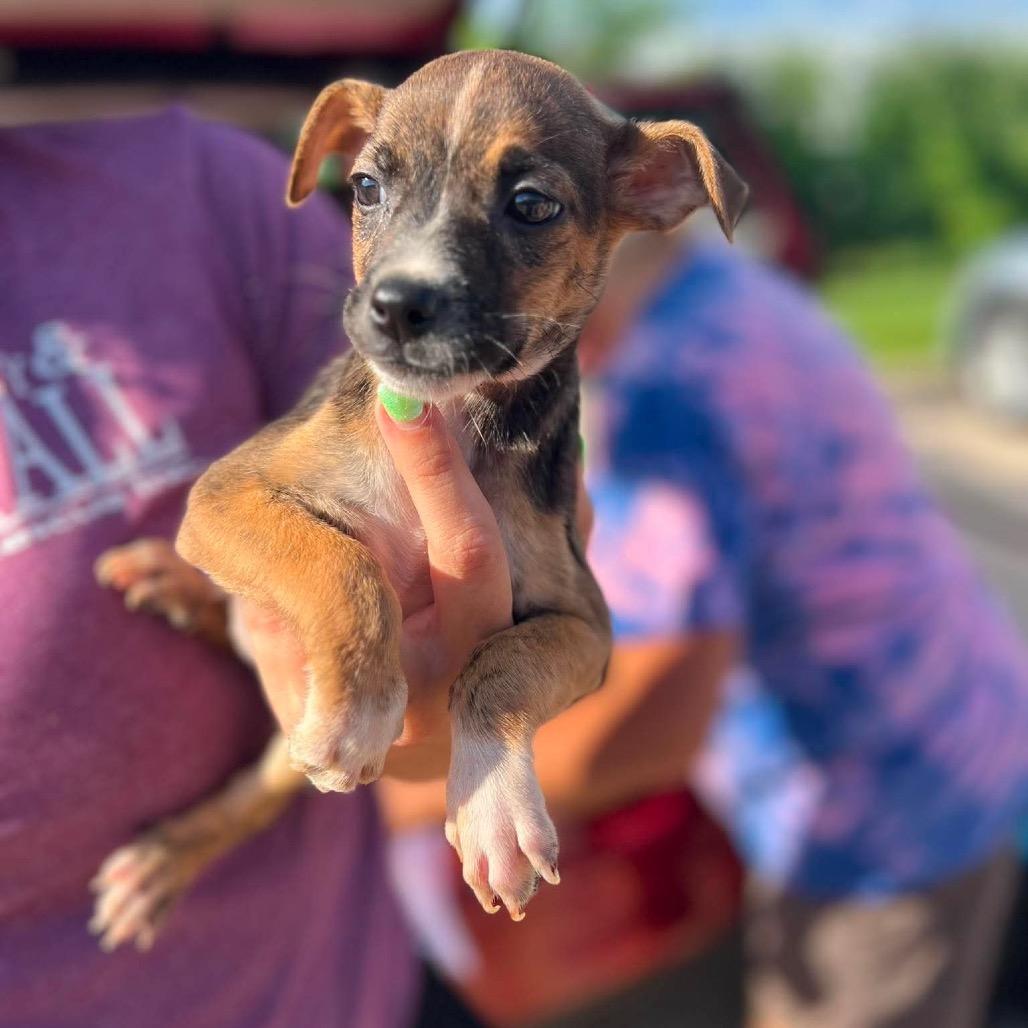 Enlarge Olive, a Adoptable mixed breed in St. Charles, IL image 4/6