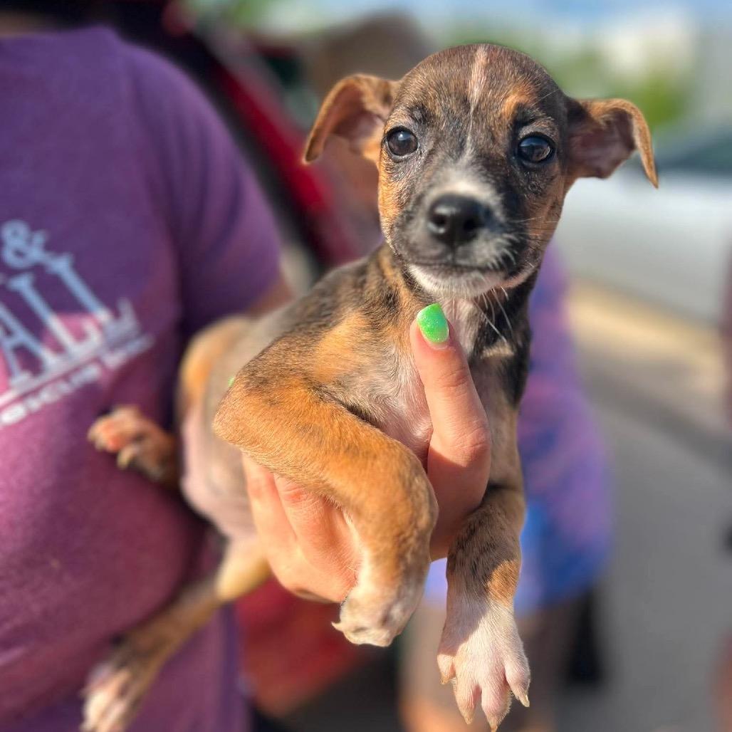 Enlarge Olive, a Adoptable mixed breed in St. Charles, IL image 5/6