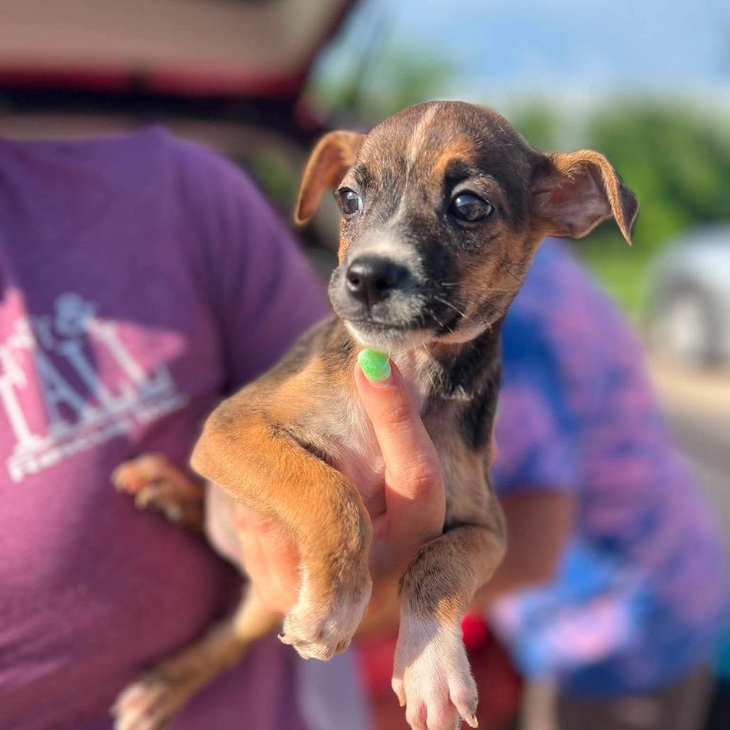 Enlarge Olive, a Adoptable mixed breed in St. Charles, IL image 6/6