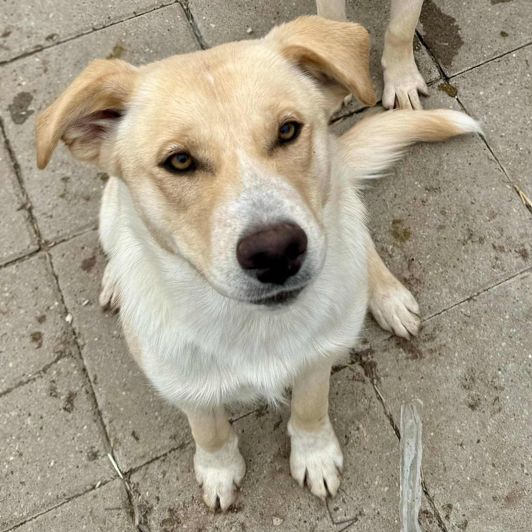 Daphne, a Adoptable mixed breed in Washington, MO image 2/3
