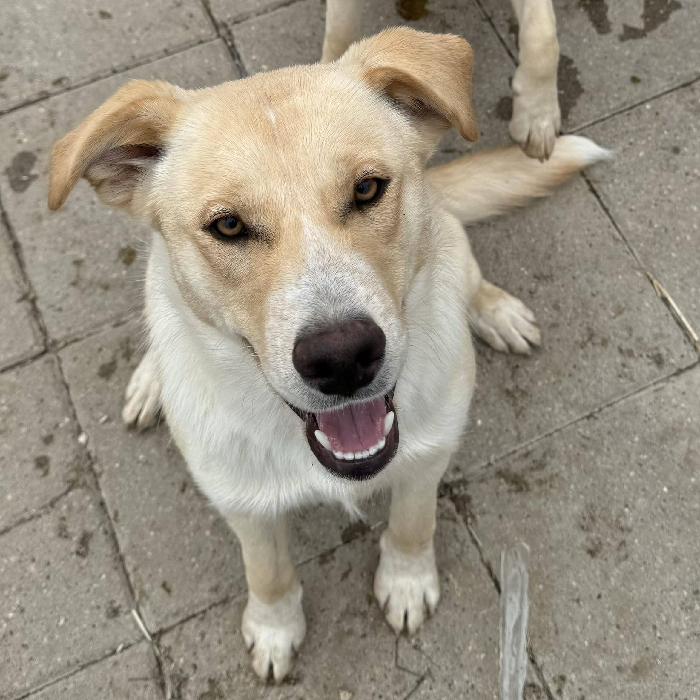 Daphne, a Adoptable mixed breed in Washington, MO image 3/3