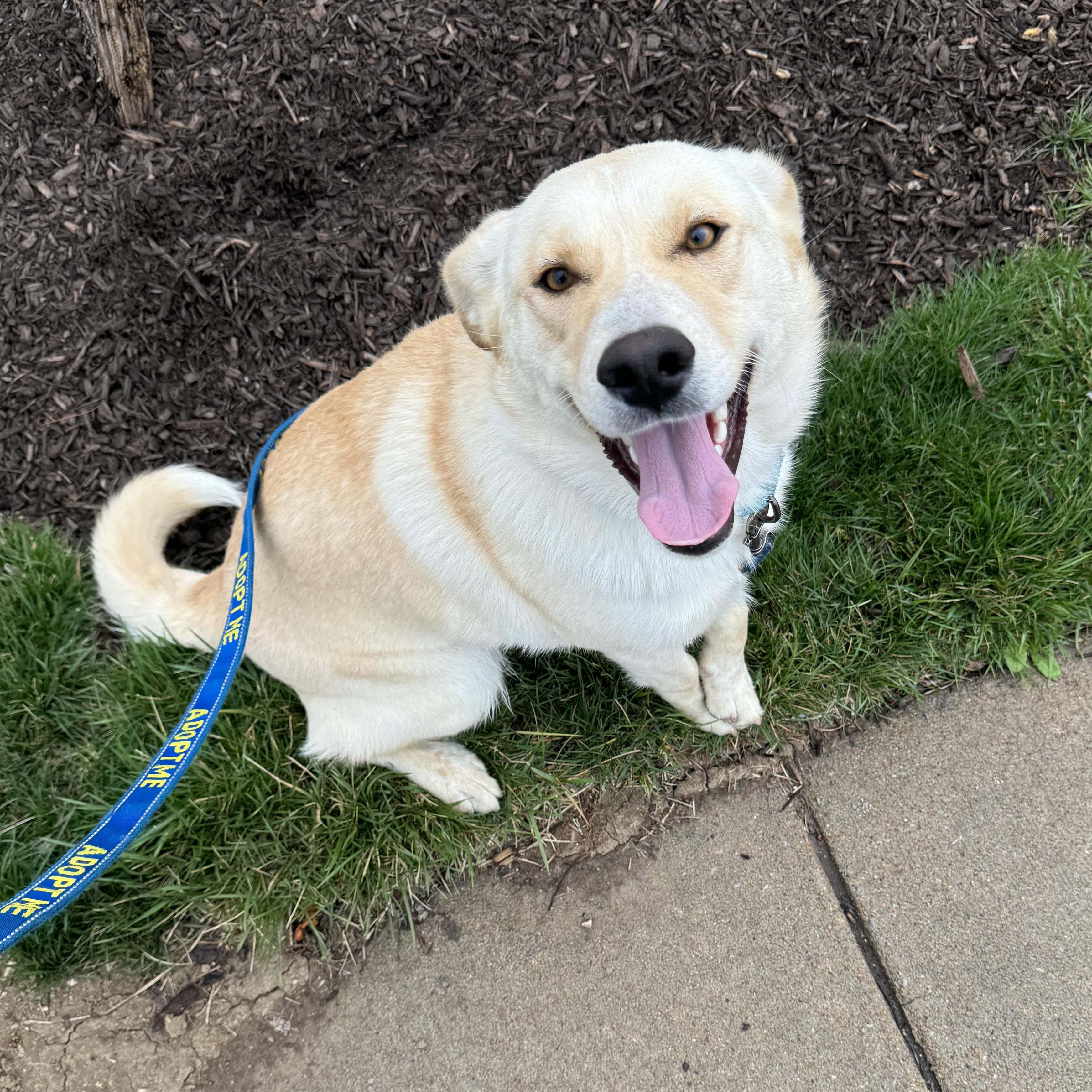 Daphne, a Adoptable mixed breed in Washington, MO image 1/3