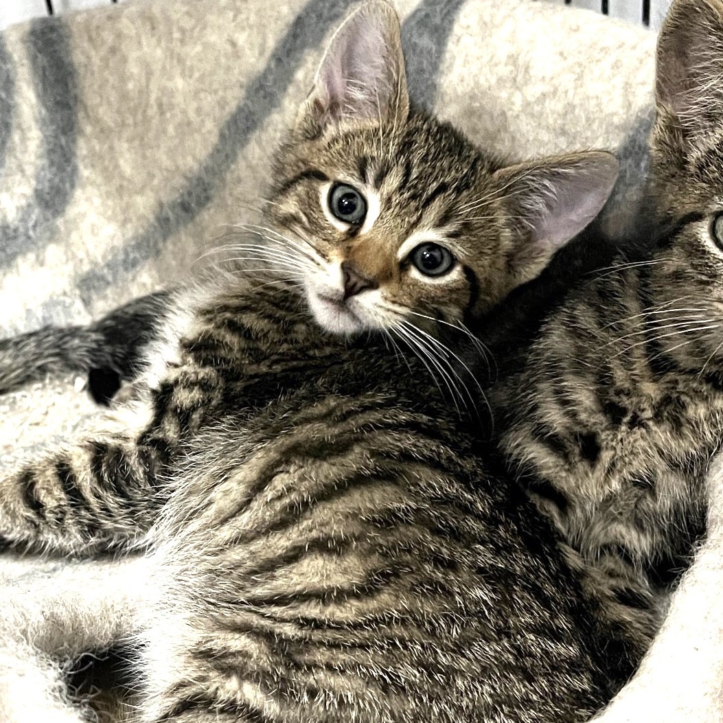 Cat for adoption Pop Tart, a Domestic Short Hair in Shingletown, CA Petfinder