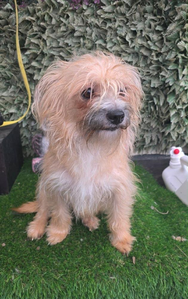 Annie, an adopted mixed breed in San Francisco, CA image 1/2