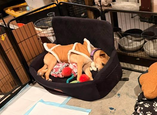 Enlarge Mitzy, a Adoptable mixed breed in Hagerstown, MD image 4/6