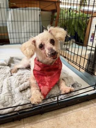 Enlarge Scarecrow, a Adoptable mixed breed in Yellville, AR image 1/3