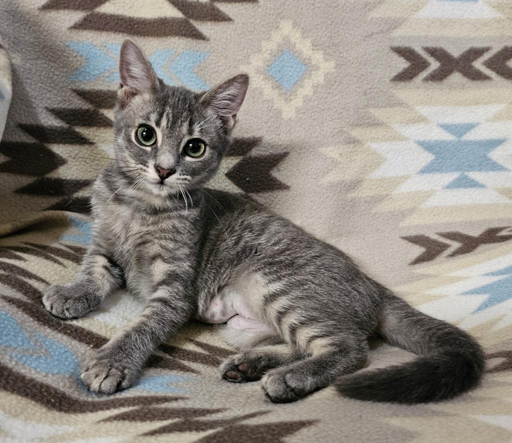 Enlarge Goose, a Adoptable mixed breed in Salt Lake City, UT image 1/2