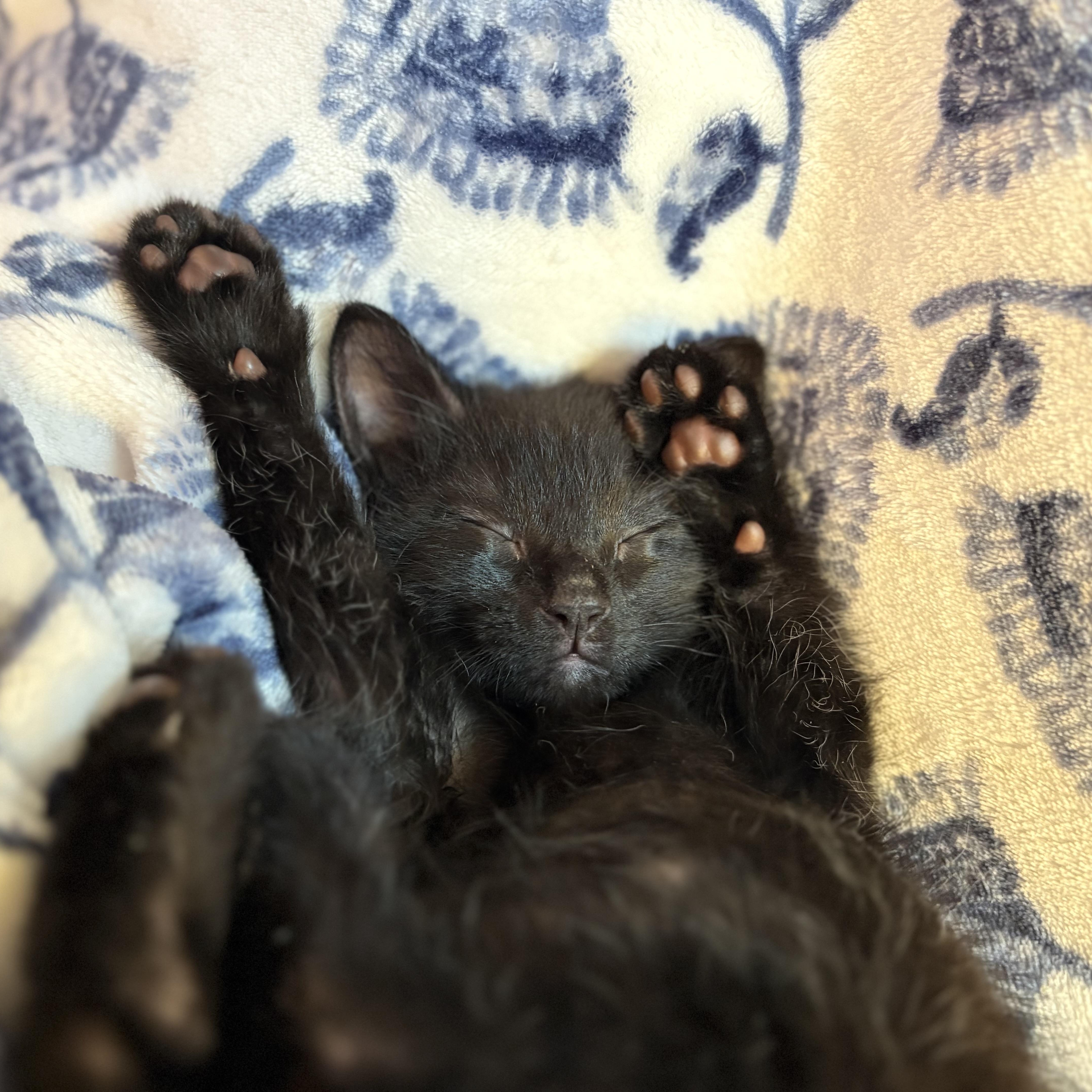 Beans