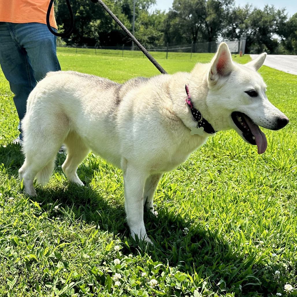 Angel, Adoptable, Adult Female Husky.
