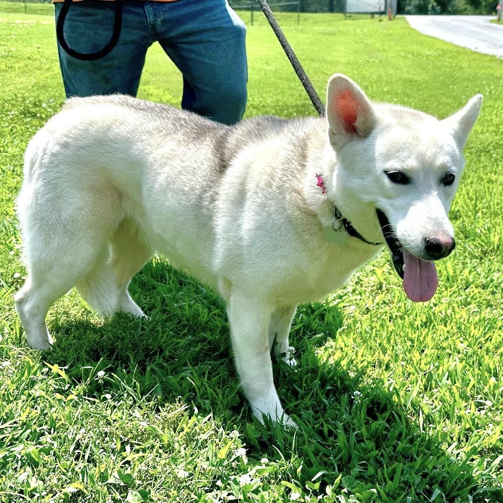 Enlarge Angel, a Adoptable Husky in Warrensburg, MO image 2/2