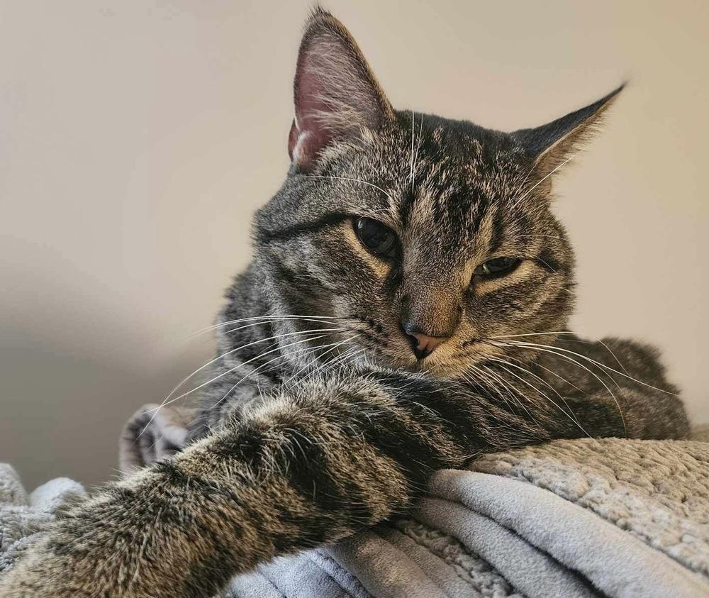 Reptar (aka Tallahassee), a Adoptable Domestic Short Hair in Chicago, IL image 3/6