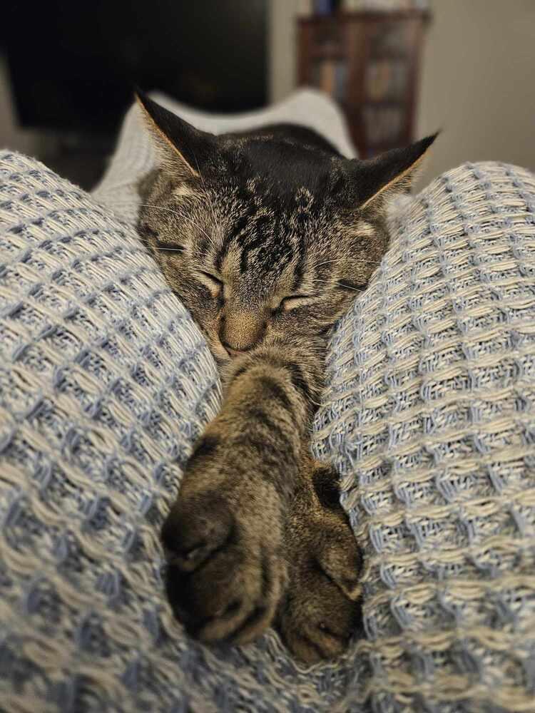 Reptar (aka Tallahassee), a Adoptable Domestic Short Hair in Chicago, IL image 4/6