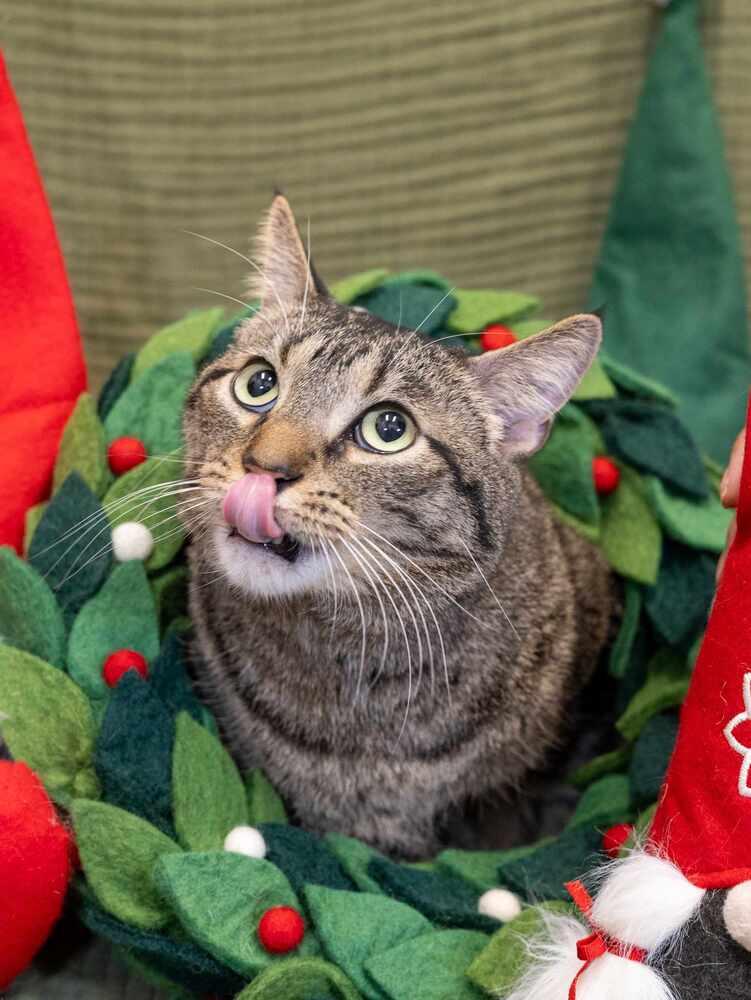 Reptar (aka Tallahassee), a Adoptable Domestic Short Hair in Chicago, IL image 5/6