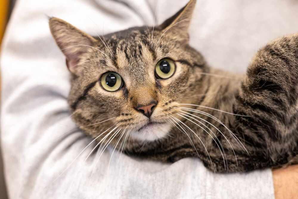 Reptar (aka Tallahassee), a Adoptable Domestic Short Hair in Chicago, IL image 6/6