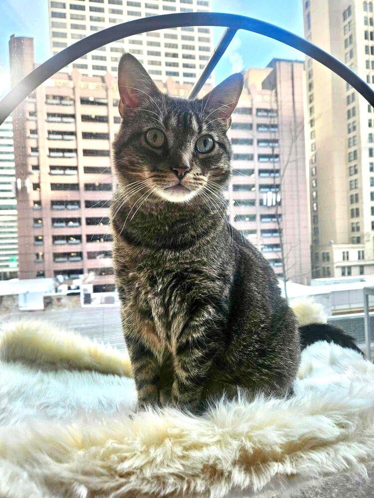 Enlarge Reptar (aka Tallahassee), a Adoptable Domestic Short Hair in Chicago, IL image 6/6