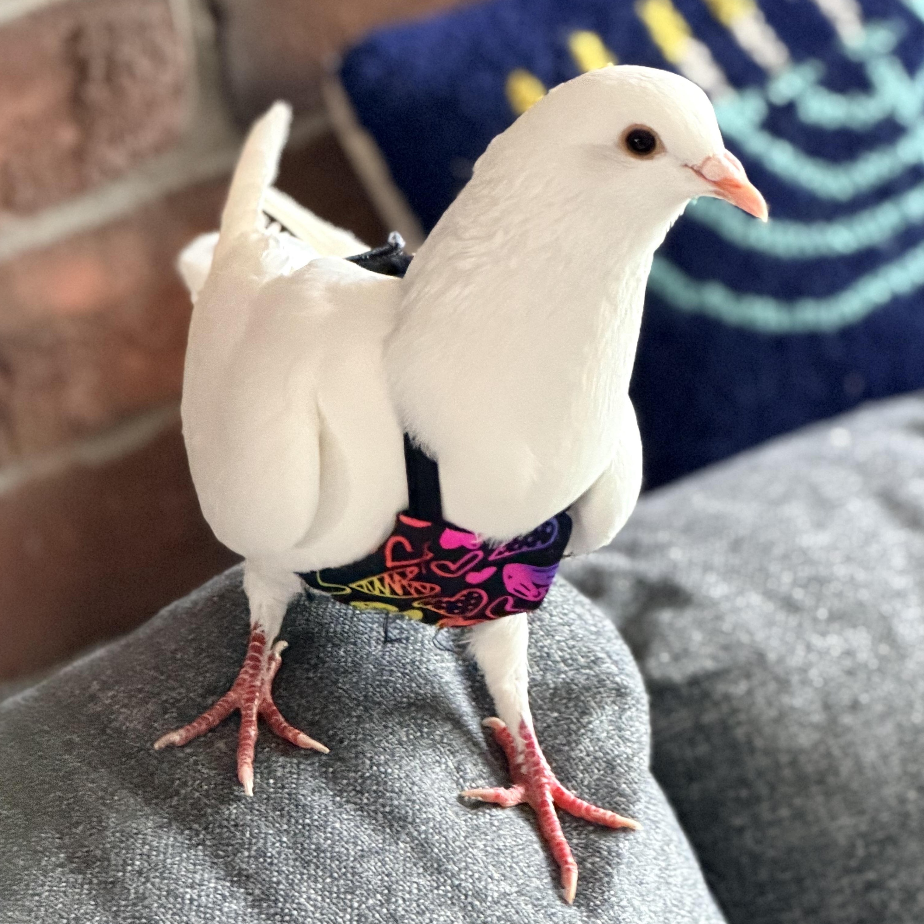 Enlarge Wyatt, an adopted Pigeon in Chicago, IL image 2/5