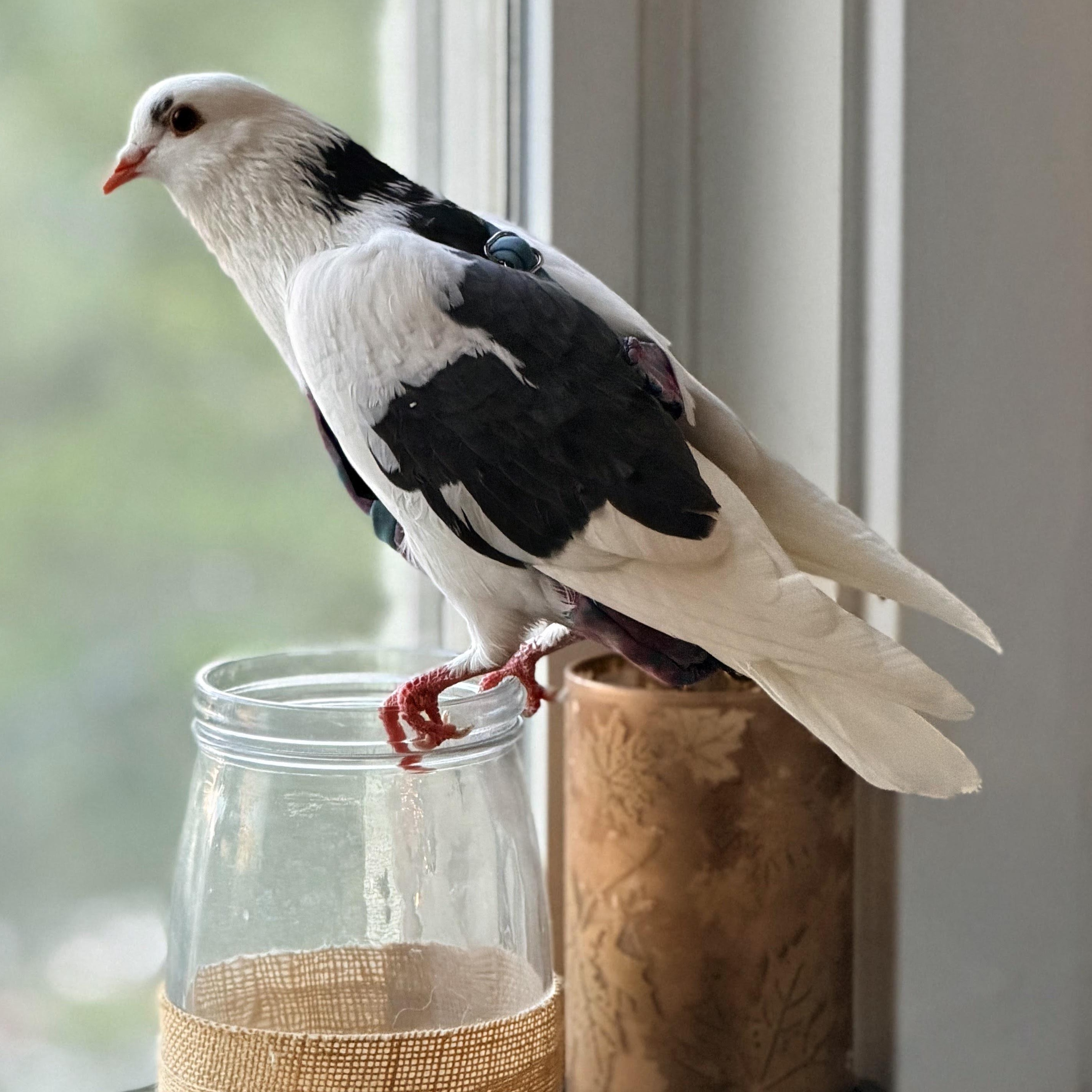 Enlarge Wyatt, an adopted Pigeon in Chicago, IL image 5/5
