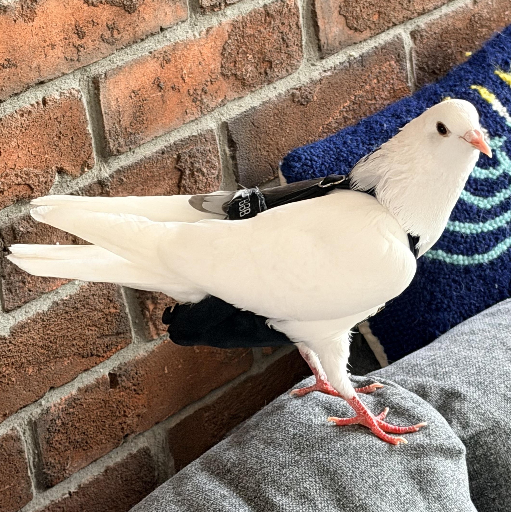 Enlarge Wyatt, an adopted Pigeon in Chicago, IL image 4/5