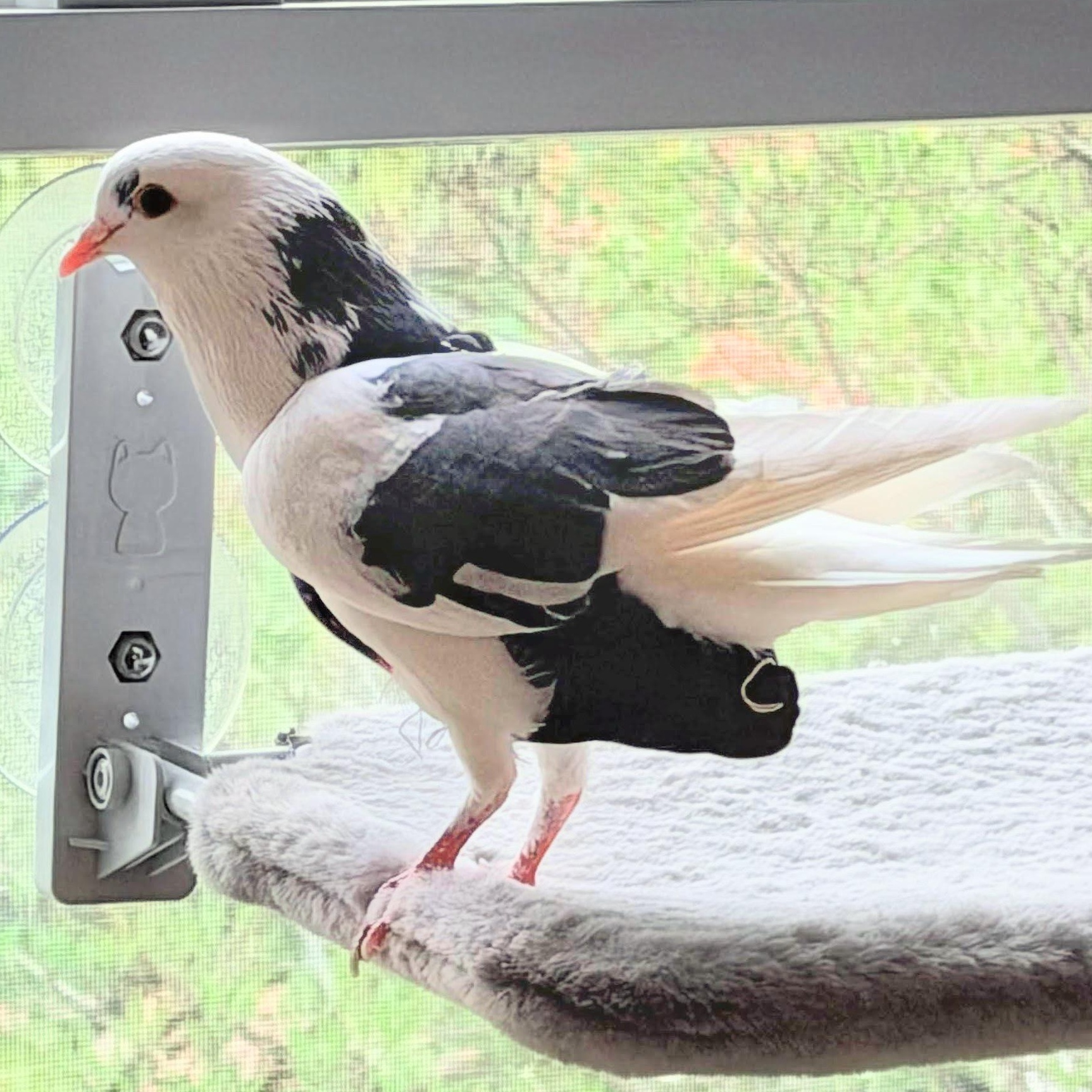 Wyatt, adopted, Adult Male Pigeon.