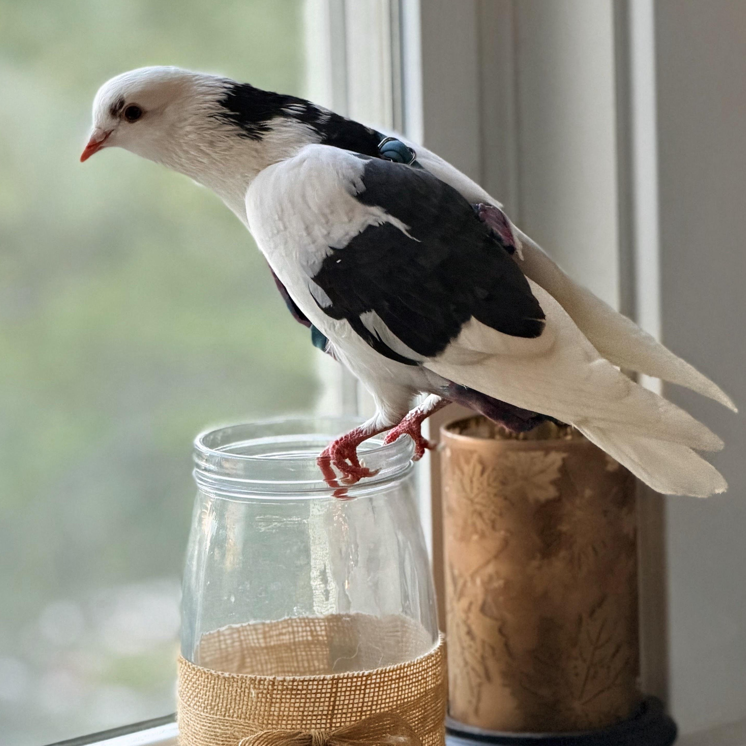 Enlarge Wyatt, an adopted Pigeon in Chicago, IL image 3/5
