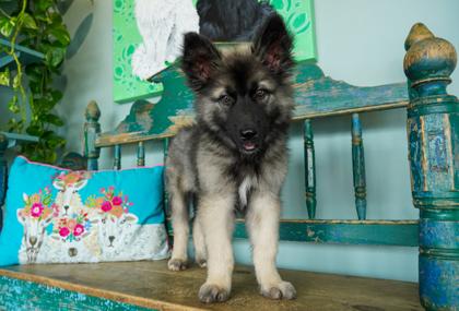Ajax, adopted, Puppy Male Alaskan Malamute & Mixed Breed.