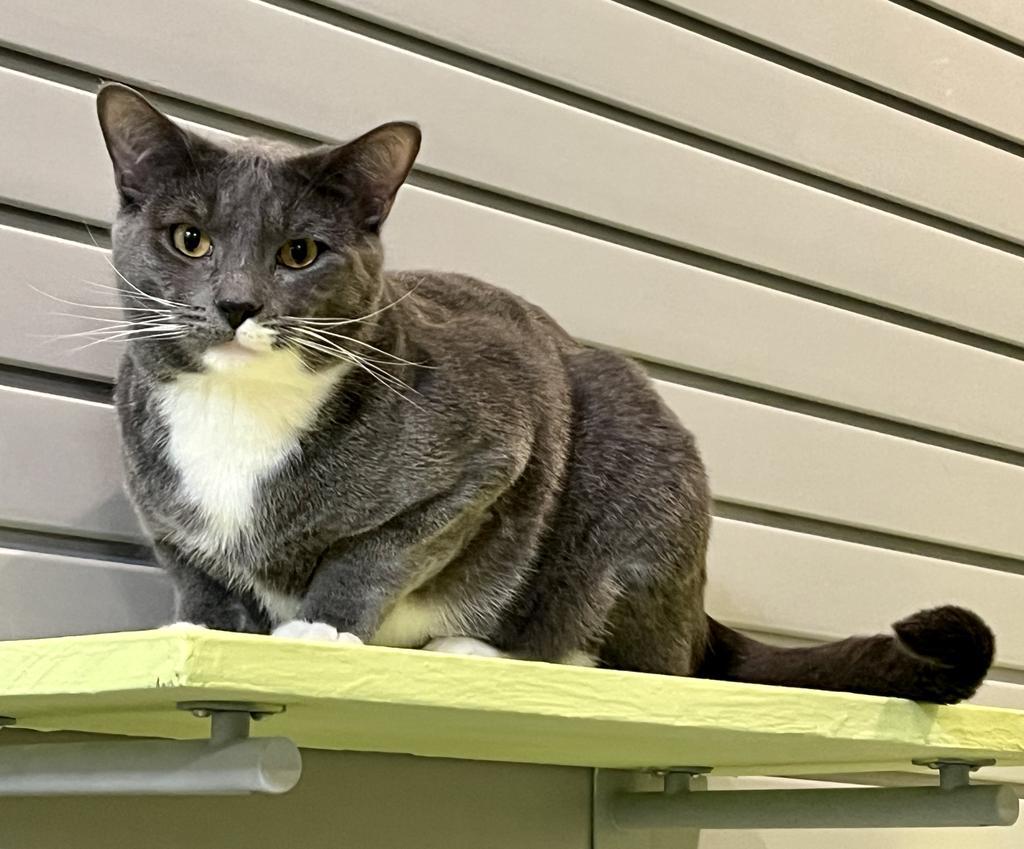 Wyatt, Adoptable, Adult Male Domestic Short Hair.