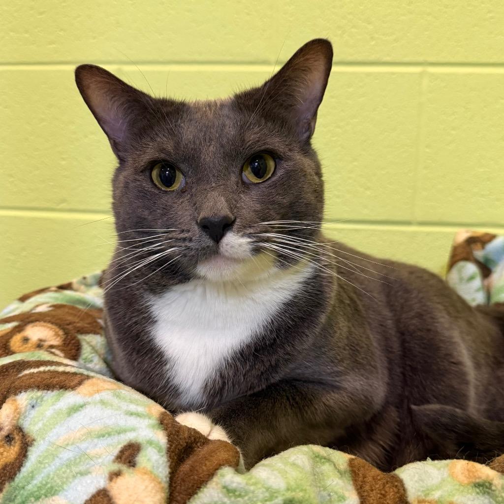 Enlarge Wyatt, a Adoptable mixed breed in South Bend, IN image 3/3