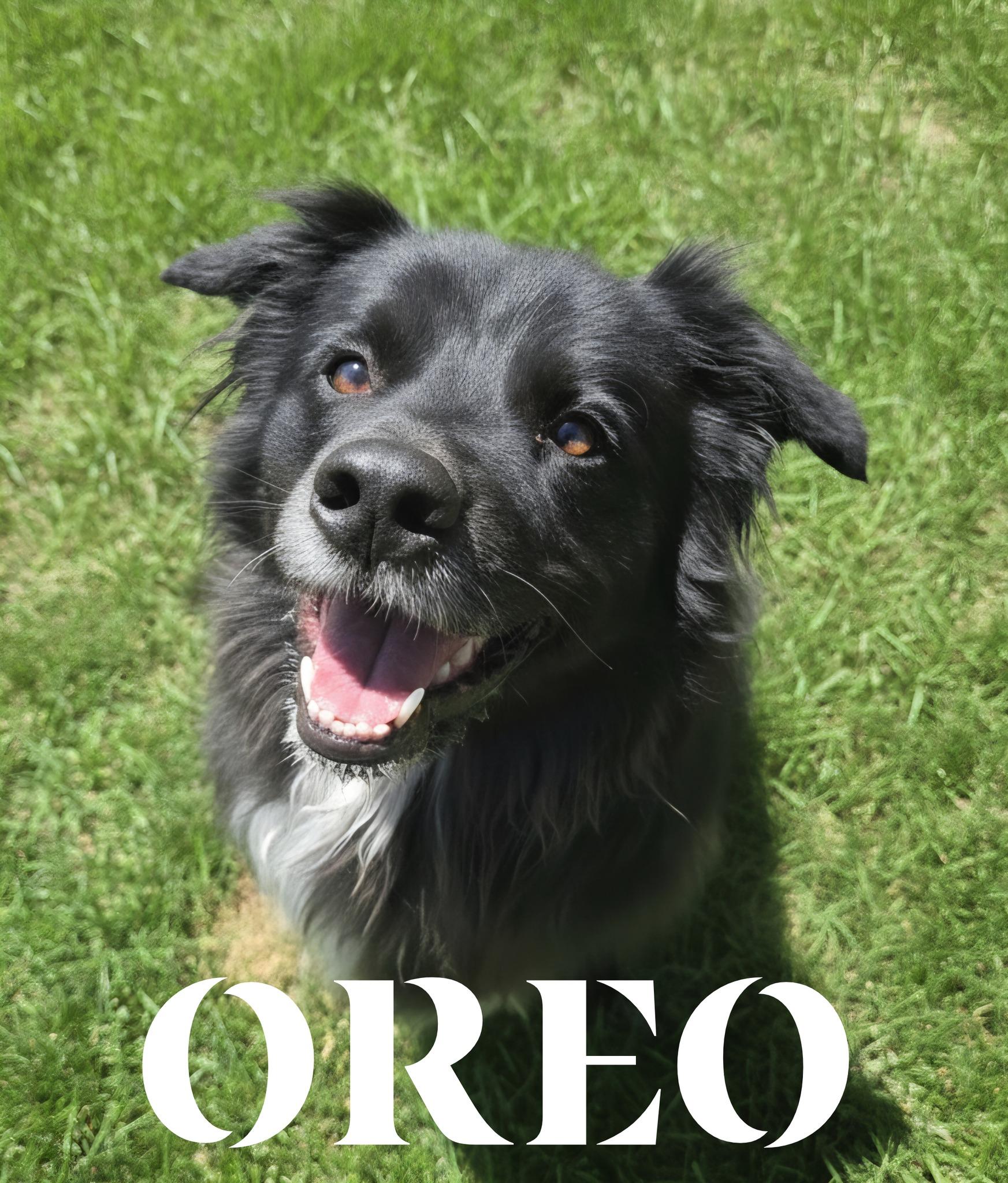 Oreo, ADOPTABLE, Adult Female Border Collie.