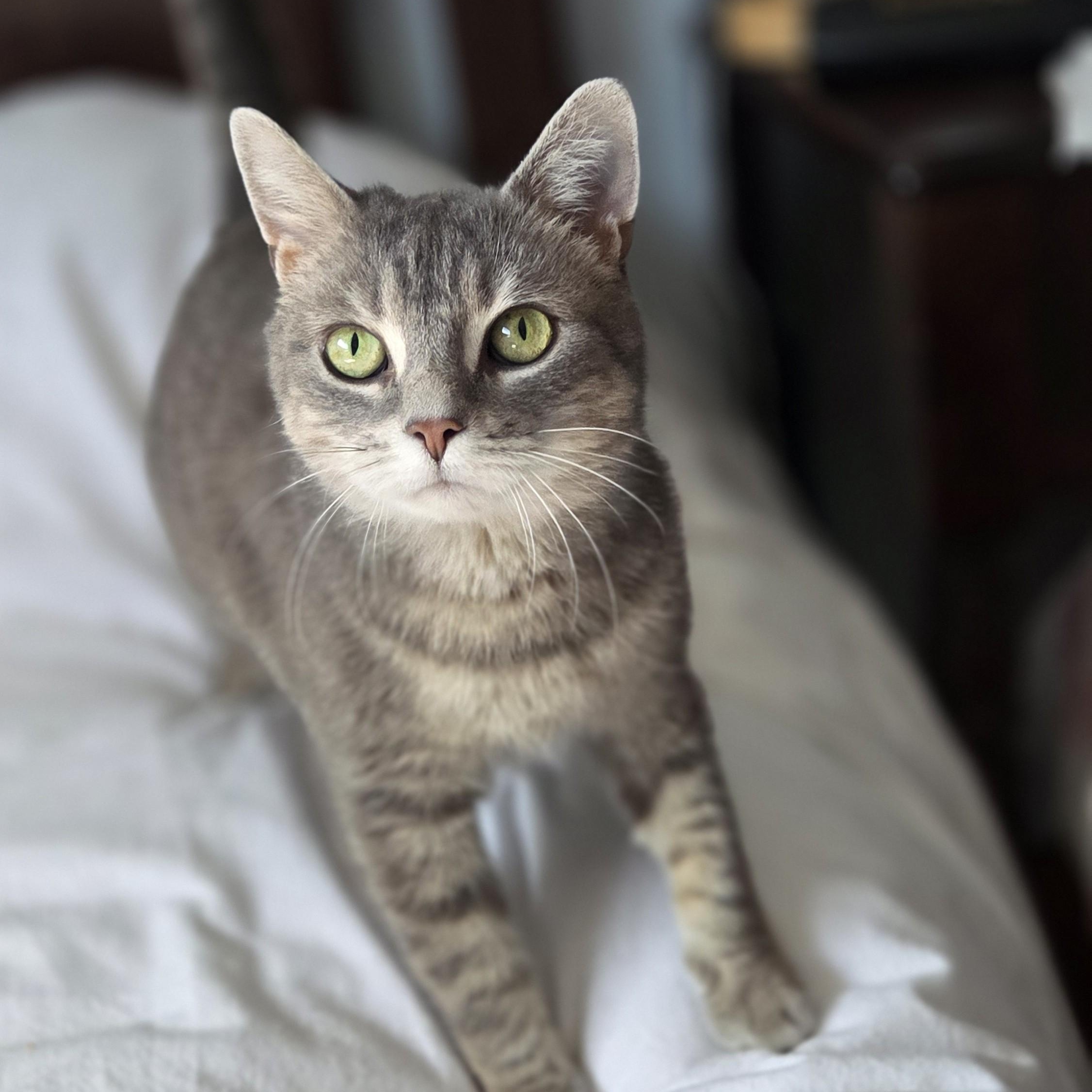 Lilac ** FIV + ** — thumbnail 2