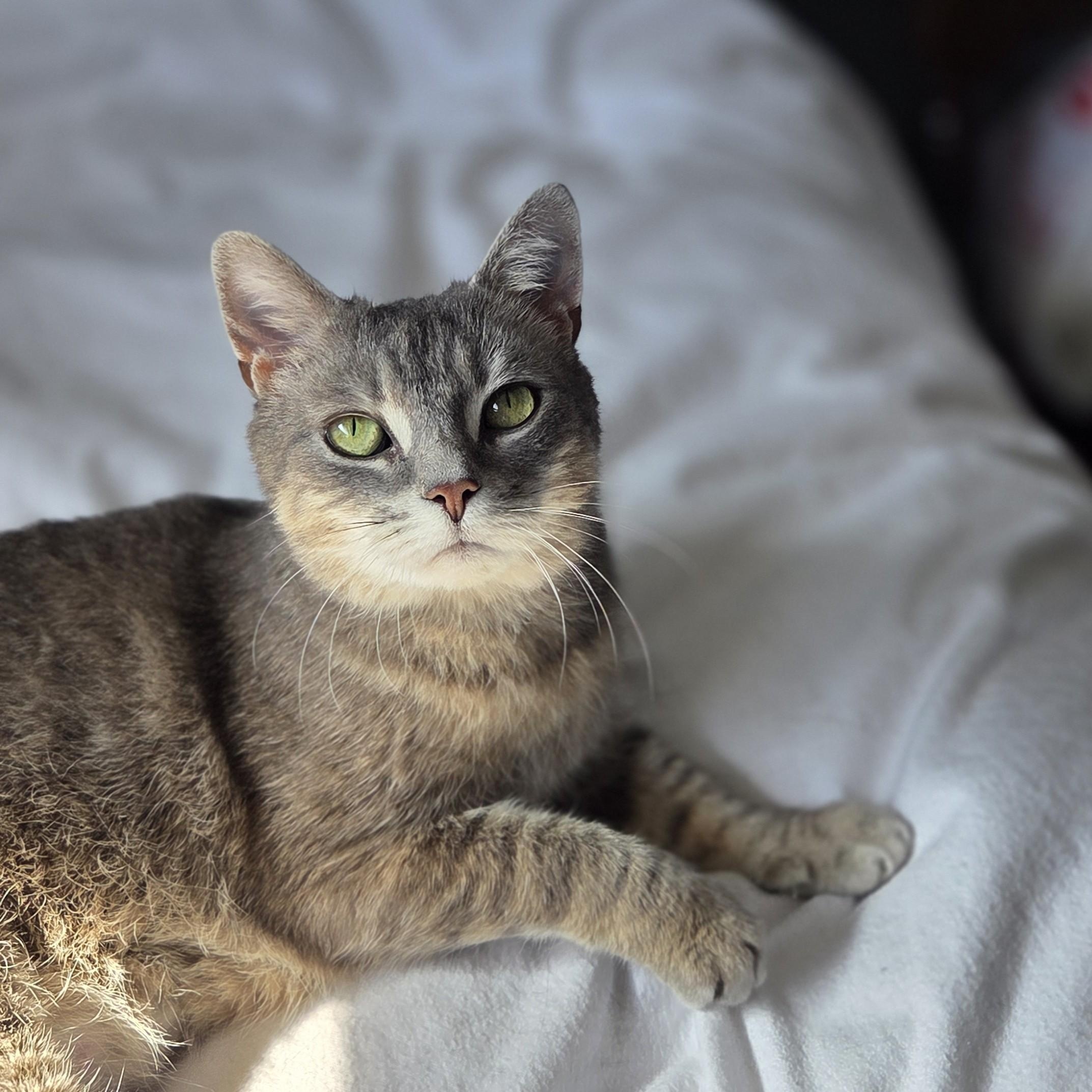 Lilac ** FIV + ** — thumbnail 3