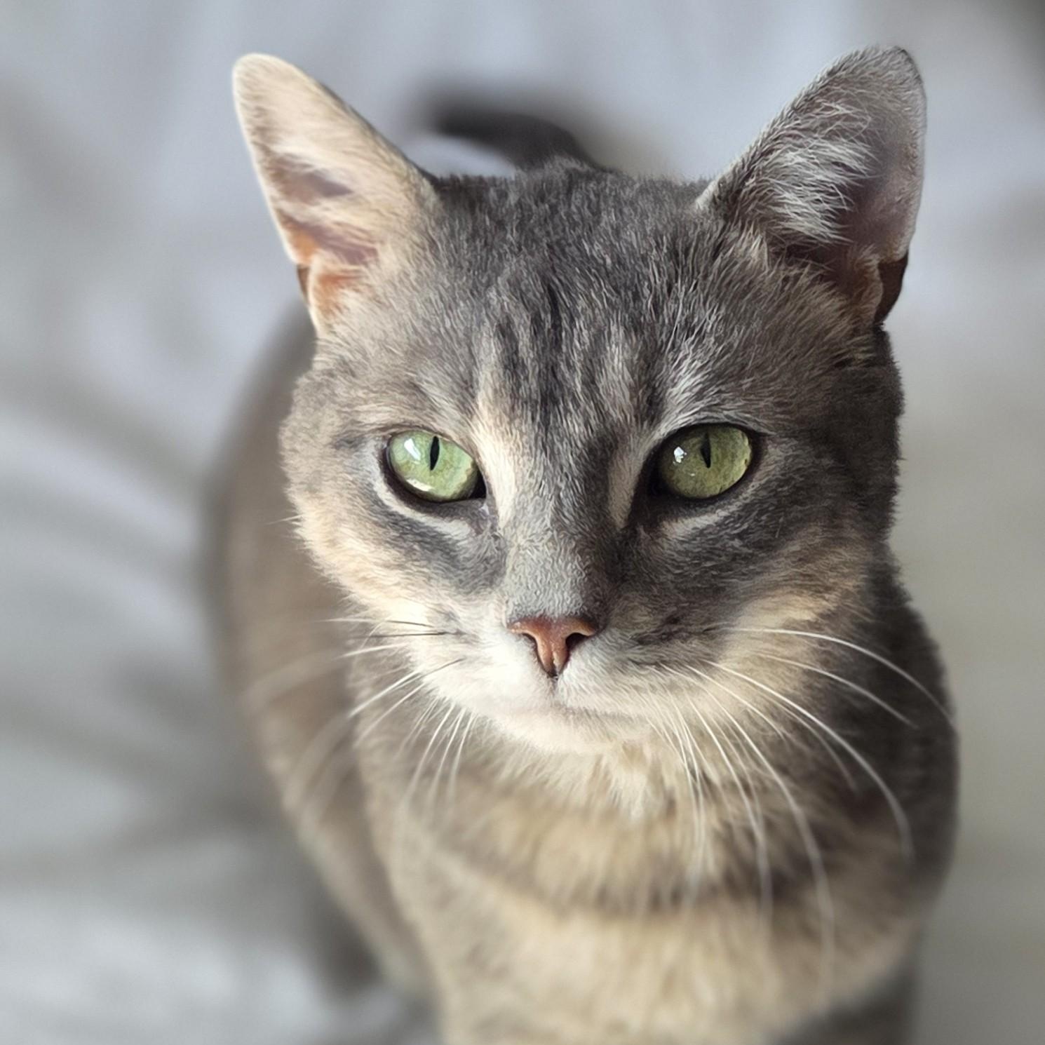 Lilac ** FIV + ** — thumbnail 4