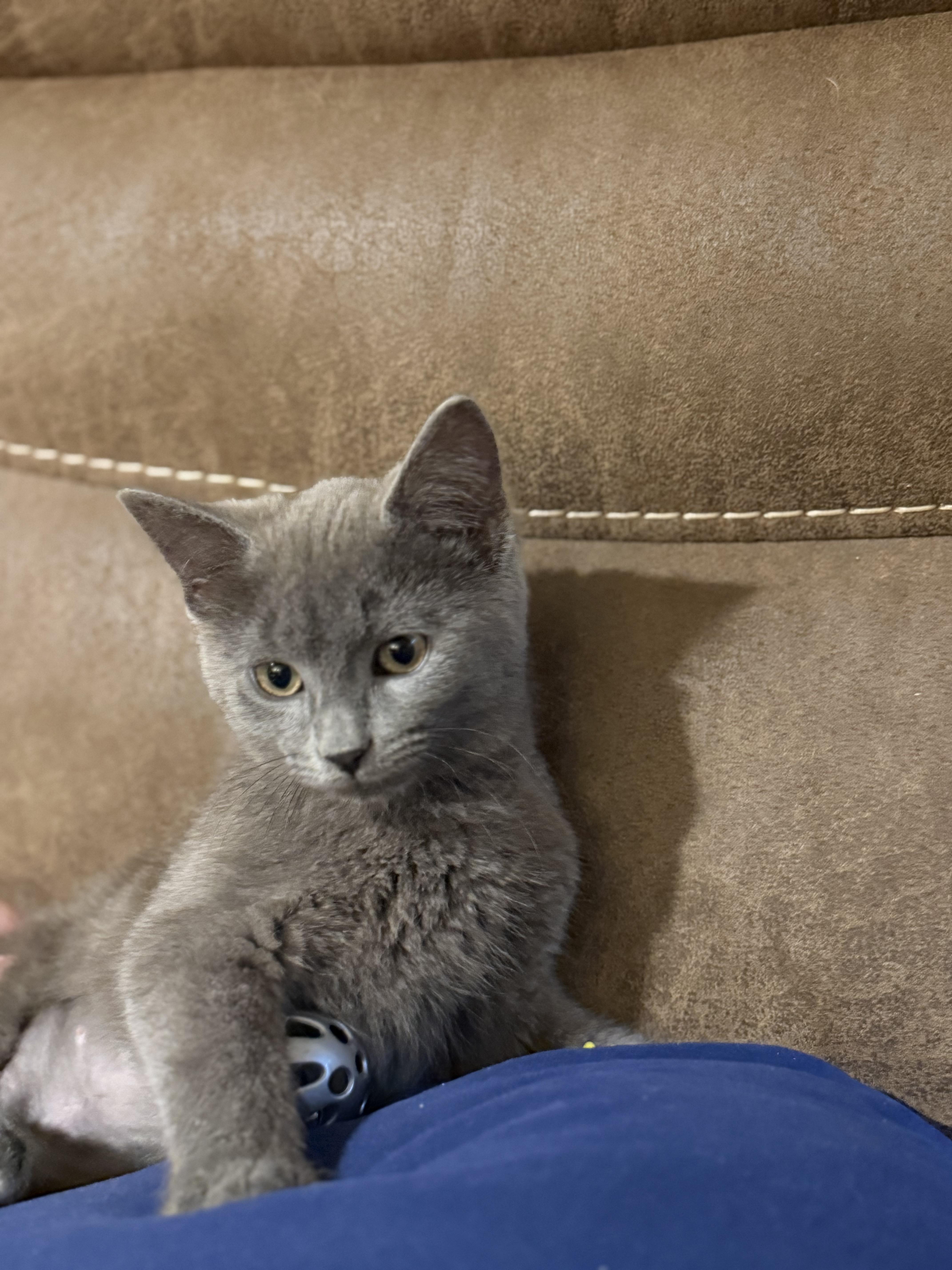 Cinder, an adopted Domestic Short Hair in Milwaukee, WI image 2/5