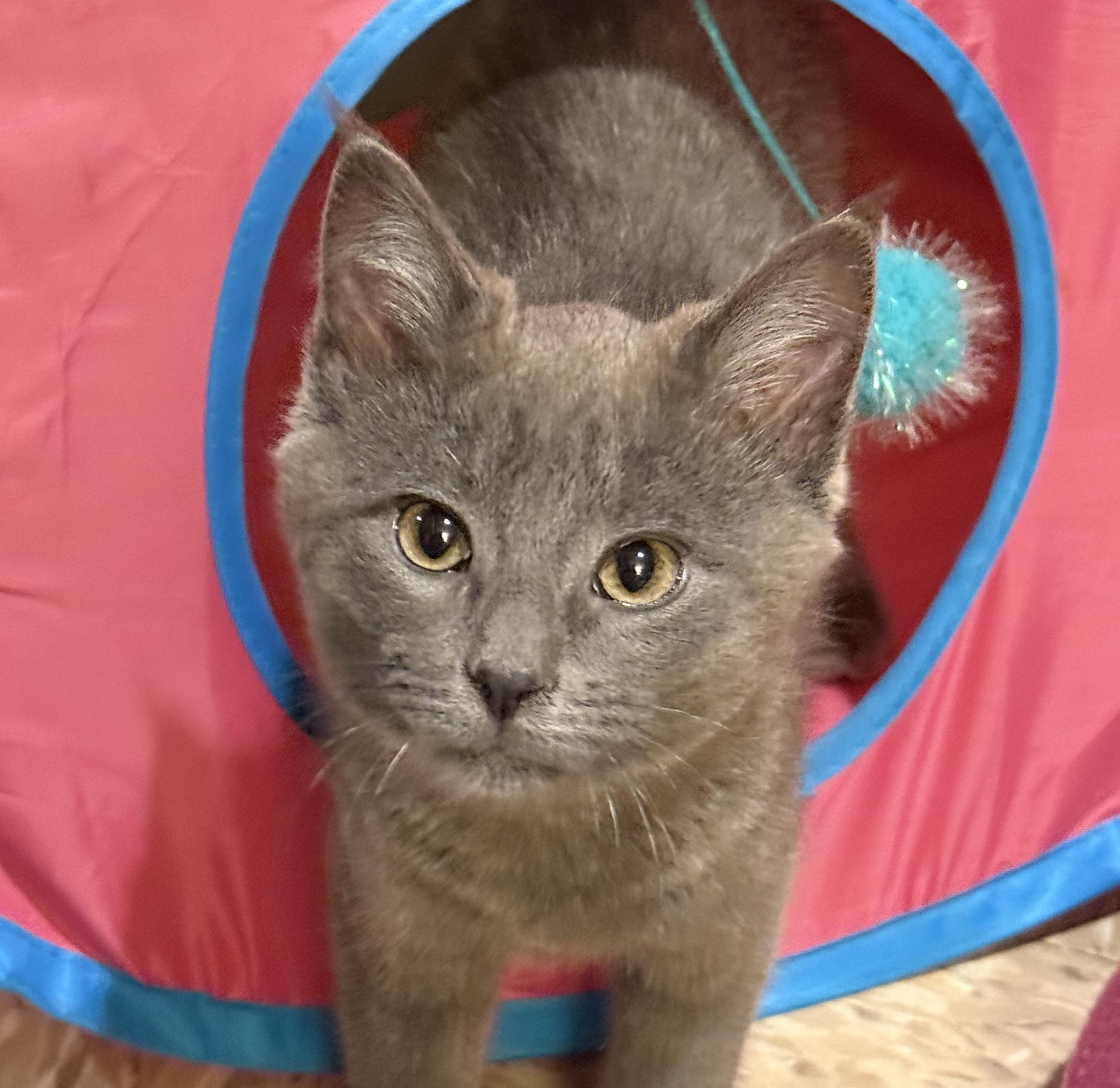 Cinder, an adopted Domestic Short Hair in Milwaukee, WI image 1/5
