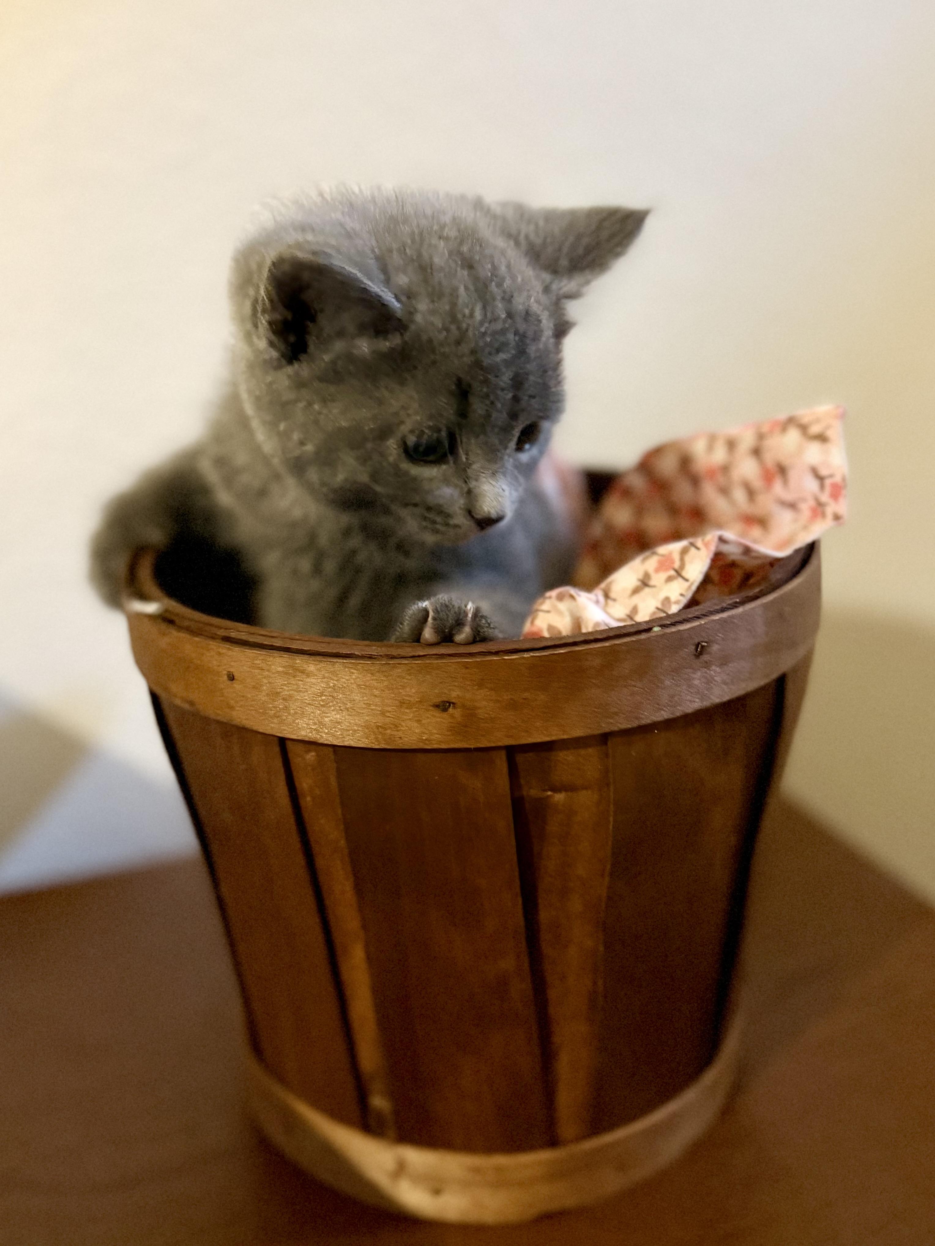 Cinder, an adopted Domestic Short Hair in Milwaukee, WI image 3/5