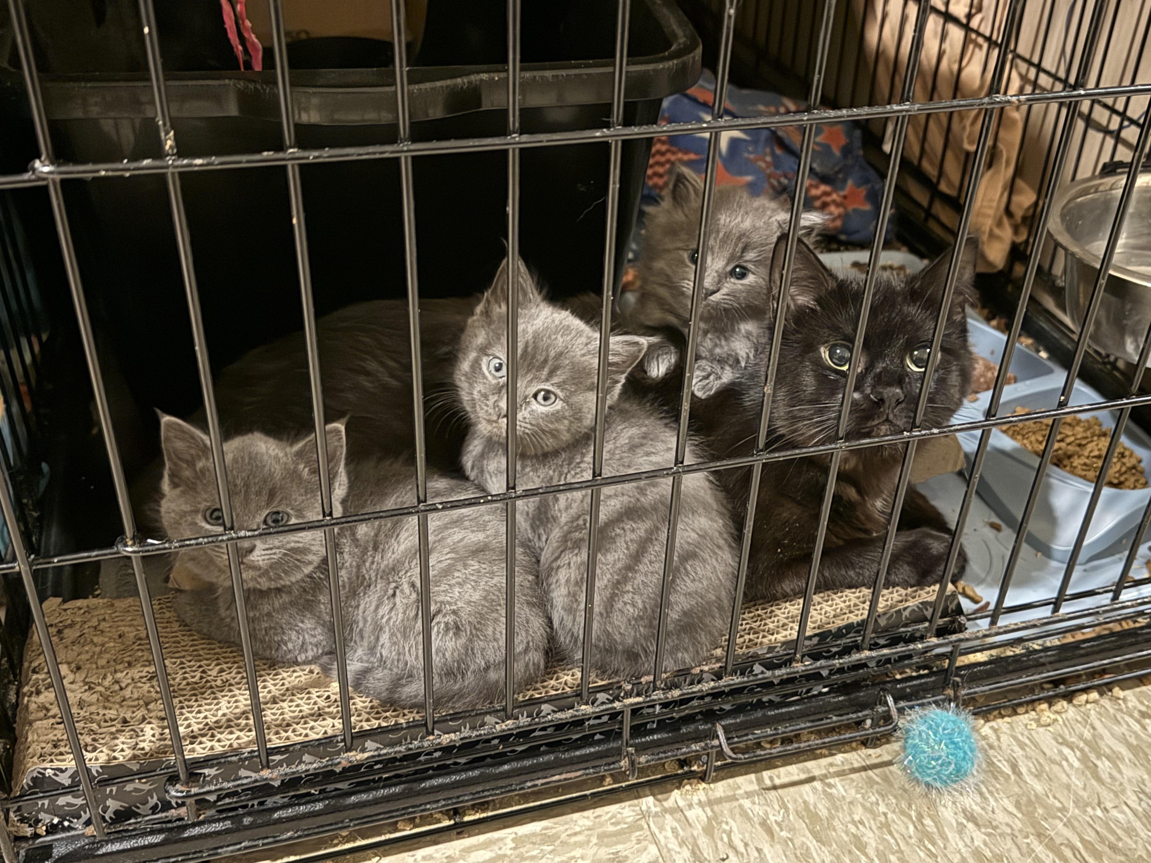 Cinder, an adopted Domestic Short Hair in Milwaukee, WI image 4/5