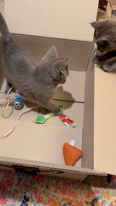 Enlarge Cinder, an adopted Domestic Short Hair in Milwaukee, WI video 5/5