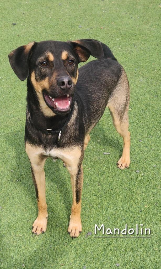 Enlarge Mandolin, a Adoptable mixed breed in Dalton, GA image 1/6