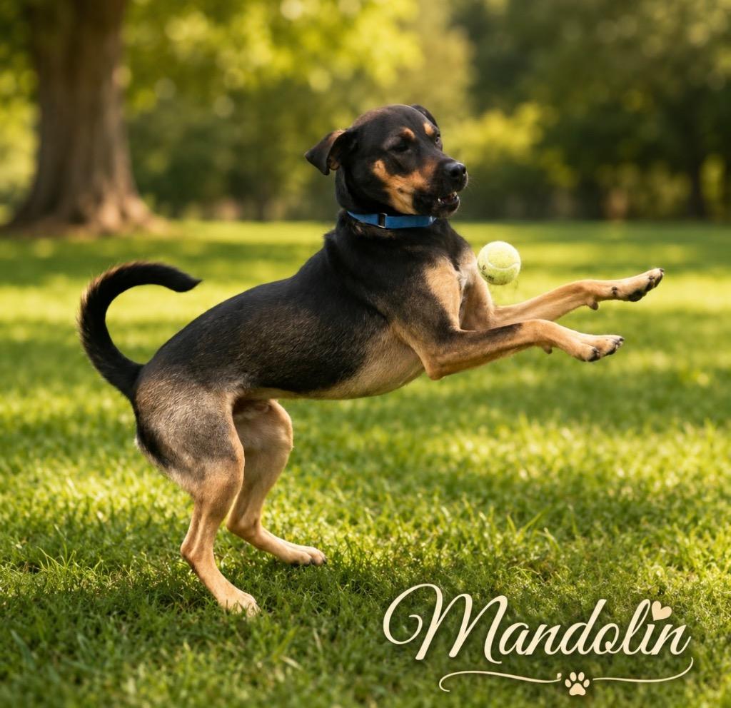 Enlarge Mandolin, a Adoptable mixed breed in Dalton, GA image 4/6