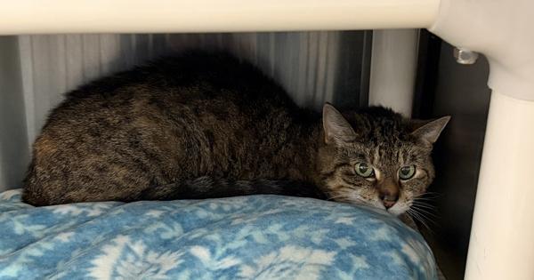 Enlarge Gladys, a Adoptable Domestic Short Hair in Millersville, MD image 1/1