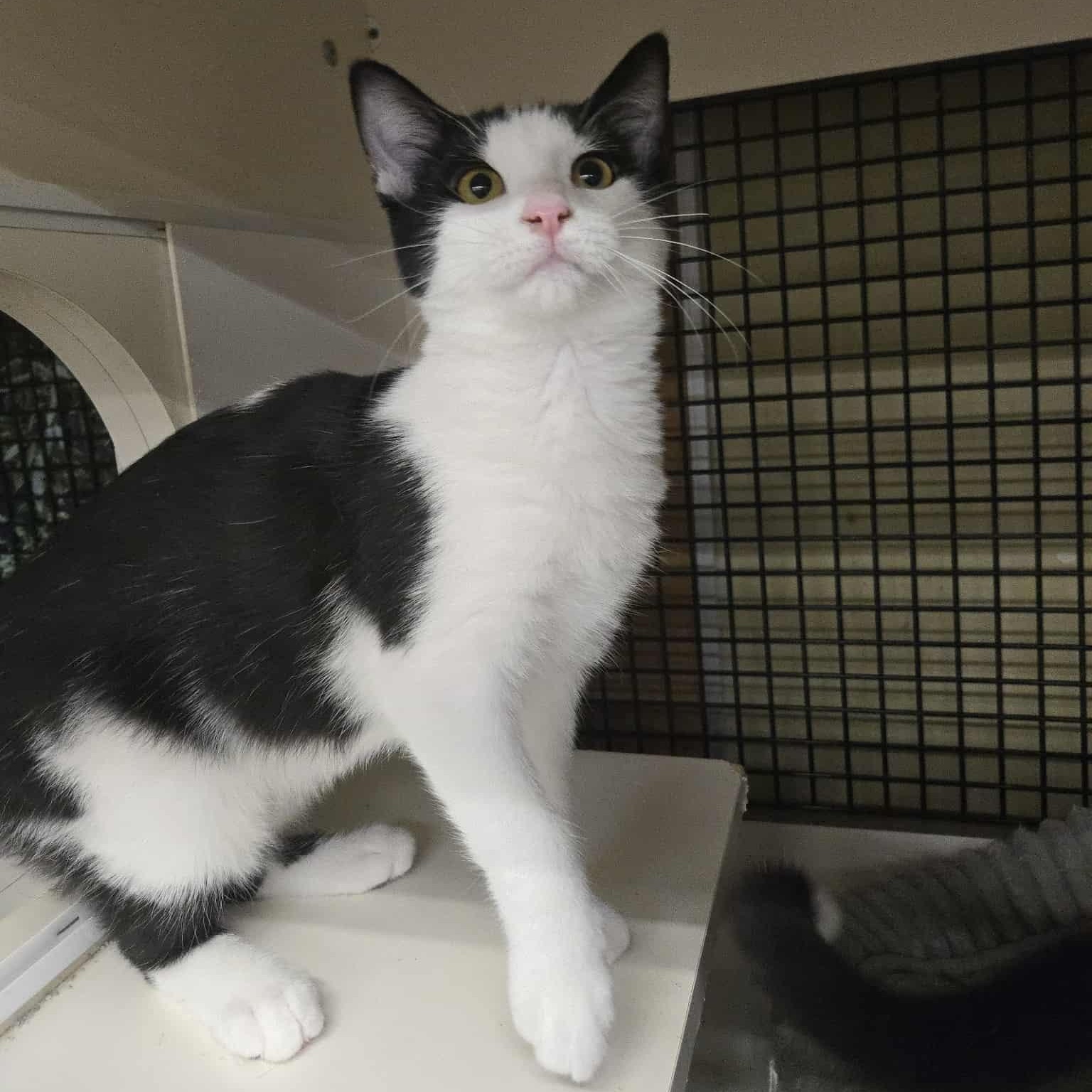 Morgana, a Adoptable Domestic Short Hair in Concord, CA image 1/2