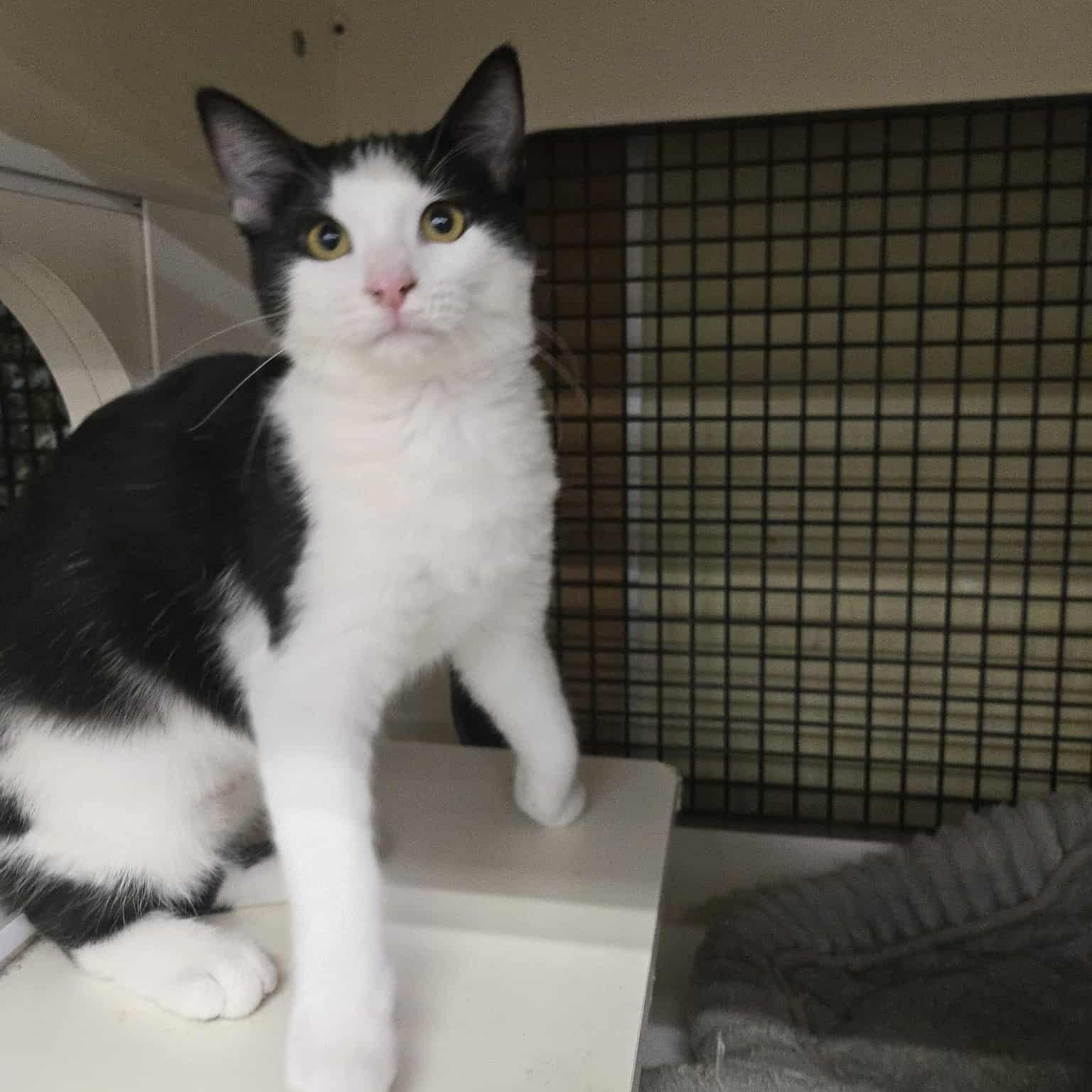 Morgana, a Adoptable Domestic Short Hair in Concord, CA image 2/2