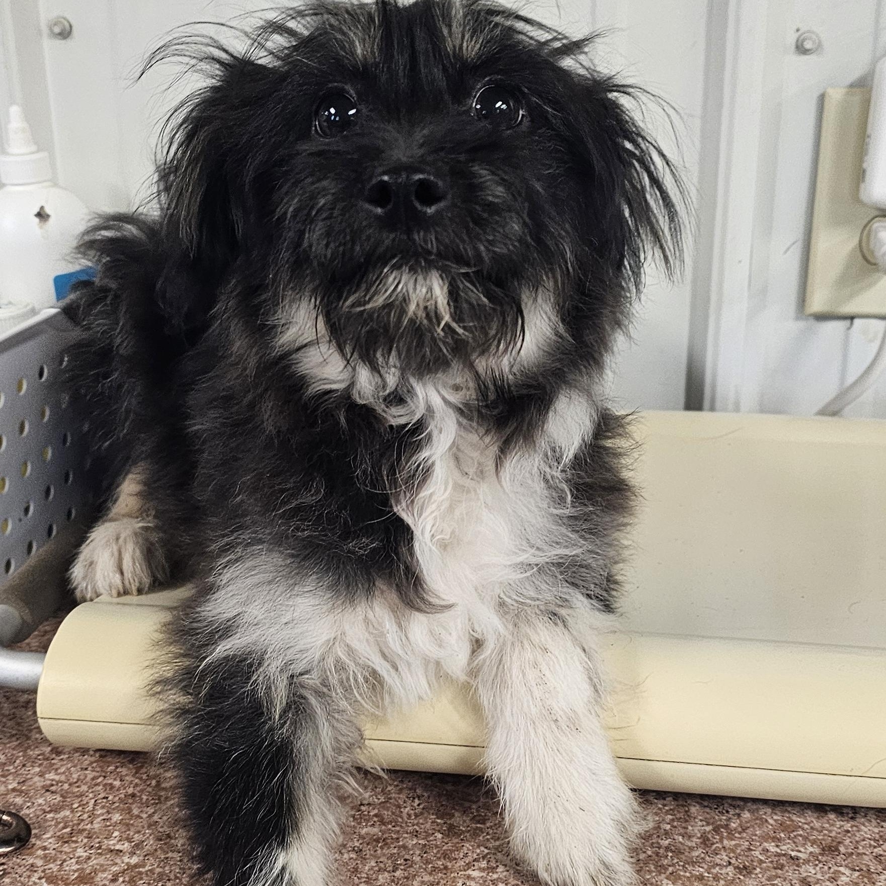 Ollie, a ADOPTABLE mixed breed in Columbia, MO image 2/3