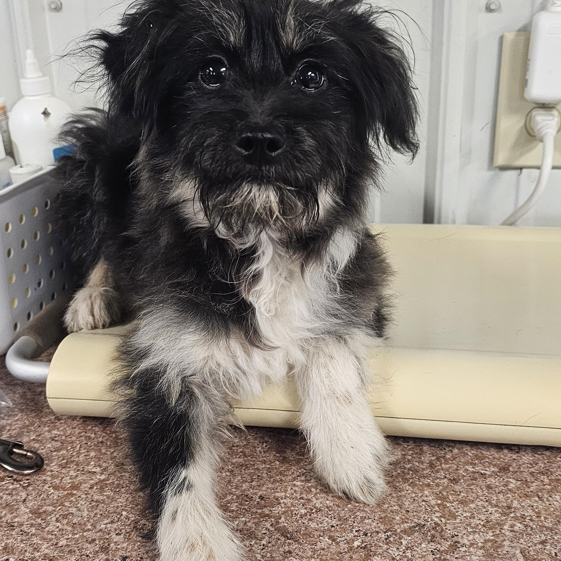 Ollie, ADOPTABLE, Puppy Male Patterdale Terrier / Fell Terrier & Terrier.