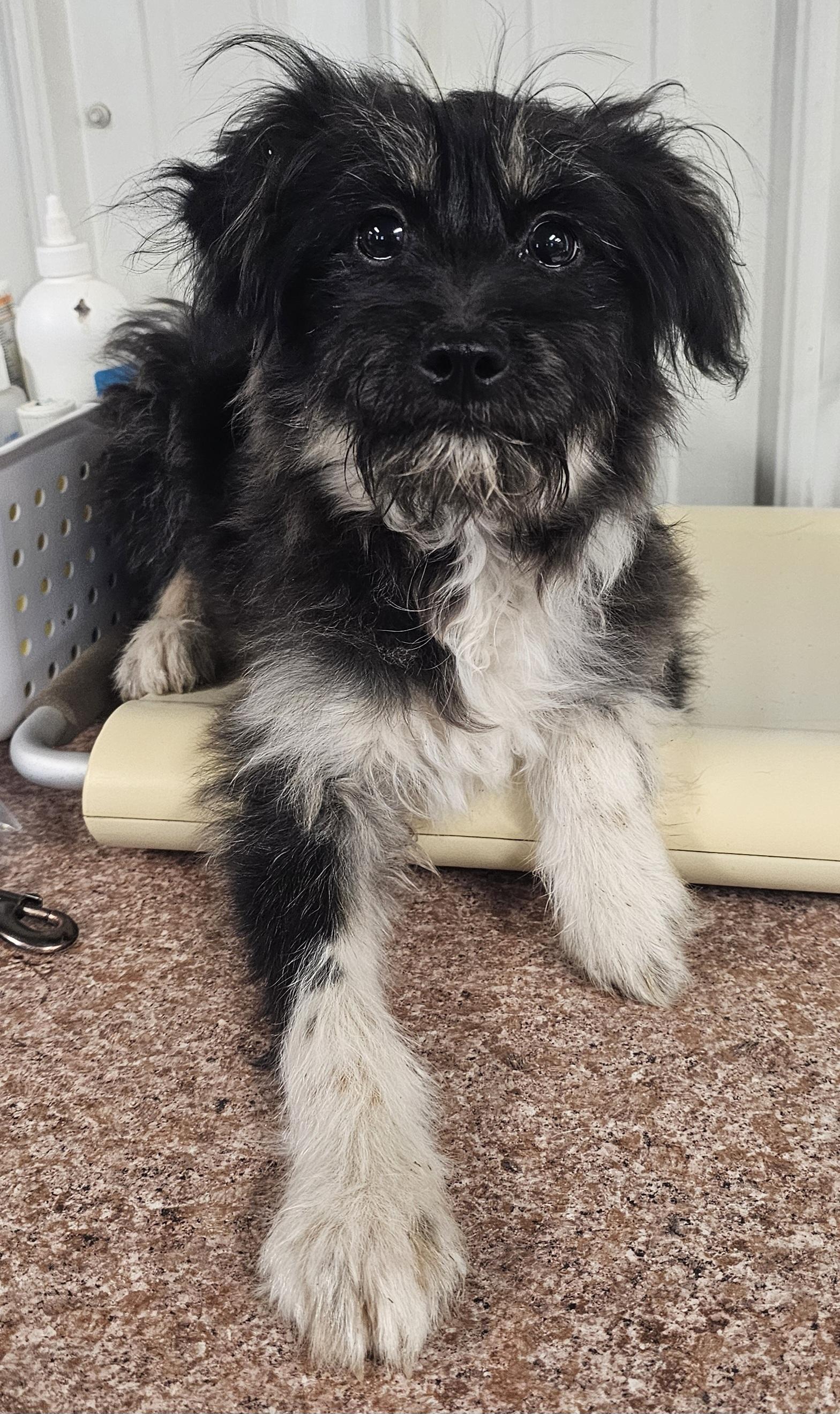 Ollie, a ADOPTABLE mixed breed in Columbia, MO image 3/3